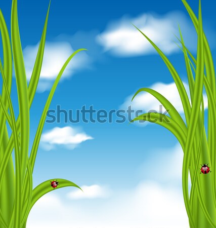 Nature herbe verte ciel illustration herbe été [[stock_photo]] © smeagorl