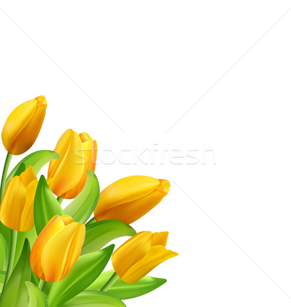Natural Bouquet with Yellow Tulips Flowers Isolated  Stock photo © smeagorl