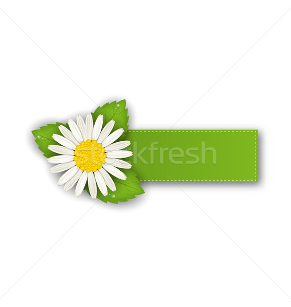 Label or offer sticker with flower daisy, isolated on white back Stock photo © smeagorl