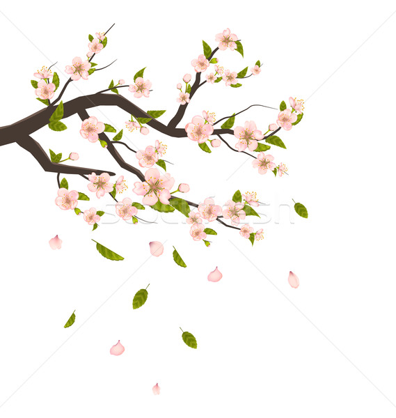  Cherry Blossom, Branch of Tree with Flying Petals Isolated on W Stock photo © smeagorl