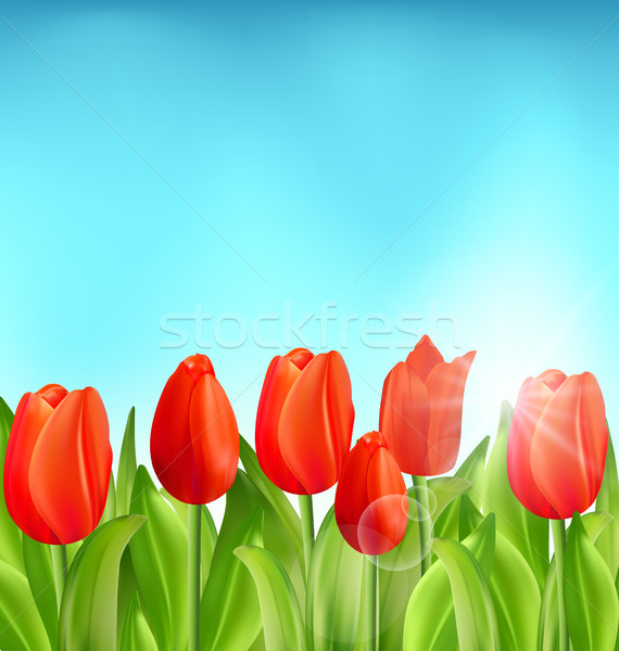 Nature Floral Background with Tulips Flowers Stock photo © smeagorl