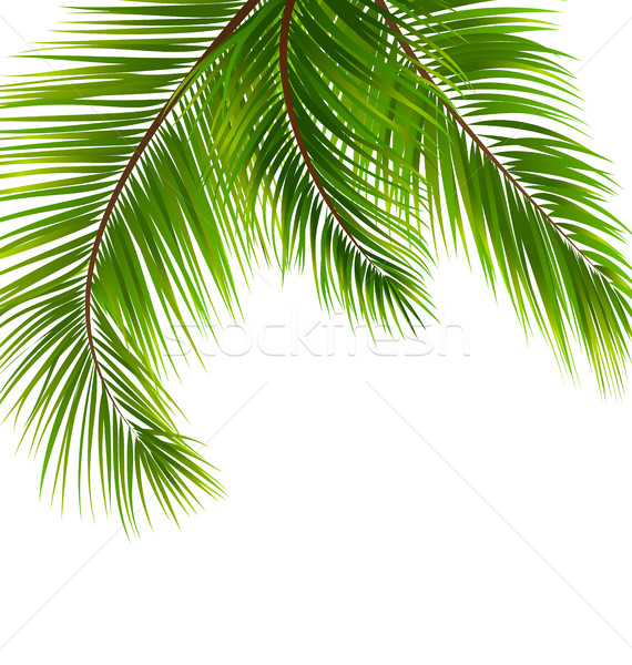 Exotic Tropical Background with Palm Leaves Stock photo © smeagorl
