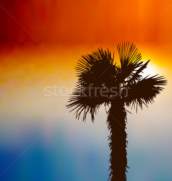 Tropical background with palm tree at sunset Stock photo © smeagorl