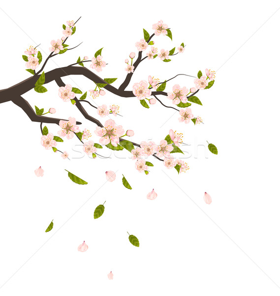 Cherry Blossom, Branch of Tree with Flying Petals Isolated on White Background Stock photo © smeagorl