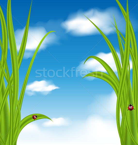 Nature background with green grass and ladybug Stock photo © smeagorl