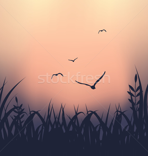 ストックフォト: 風景 · 草 · 飛行 · カモメ · 実例 · 背景