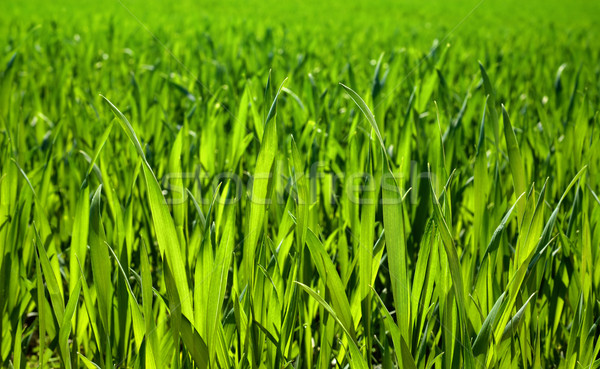 Lush grass closeup Stock photo © Smileus