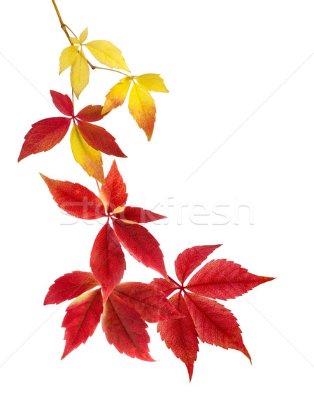 Beautiful arrangement of autumn leaves  Stock photo © Smileus