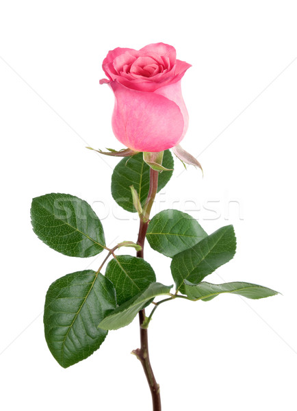 Káprázatos rózsaszín rózsa fehér stúdió elszigeteltség merő Stock fotó © Smileus
