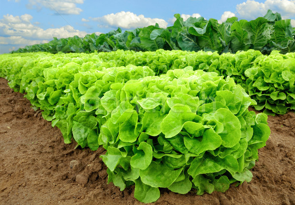 Proaspăt salată verde câmp plante fertil Imagine de stoc © Smileus