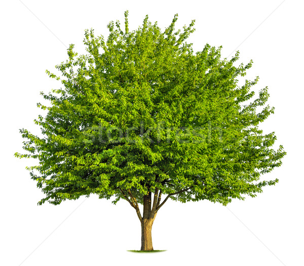 Nice deciduous tree on white Stock photo © Smileus