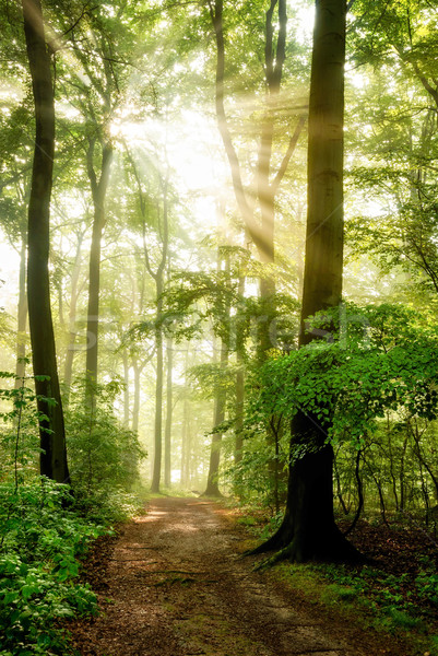 Morning sun shining into the foggy forest Stock photo © Smileus