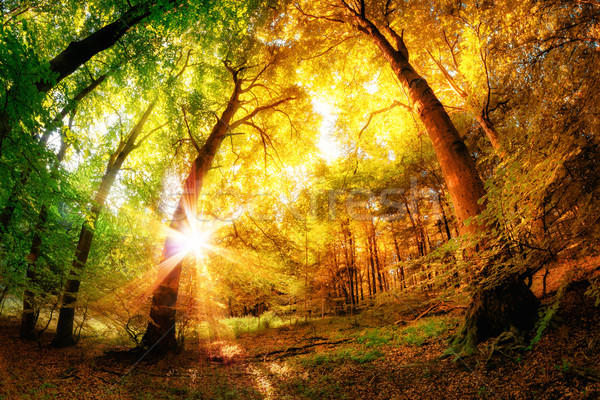 Magie bos magisch landschap zomer Stockfoto © Smileus