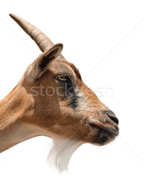 Goat's portrait on white Stock photo © Smileus