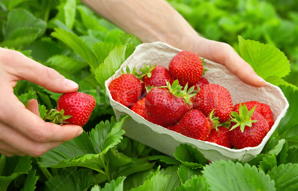 Harvesting perfect strawberries Stock photo © Smileus