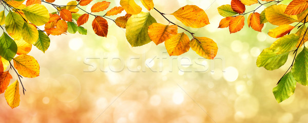 Autumn leaves border on bokeh background Stock photo © Smileus