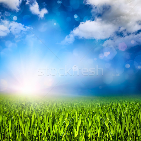 [[stock_photo]]: Faible · soleil · herbe · détails · vaste · paysage