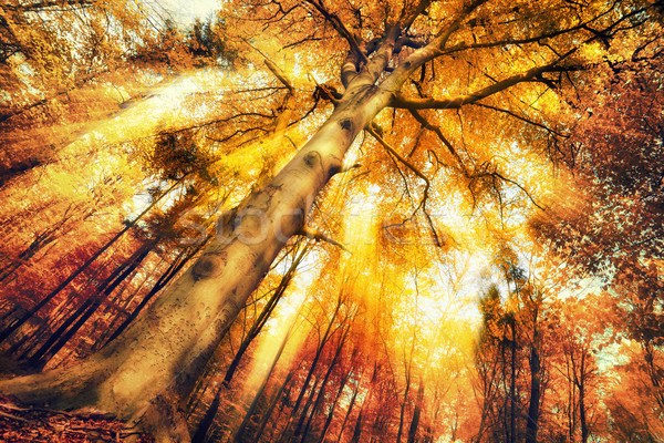 Enchanting forest scenery in autumn Stock photo © Smileus