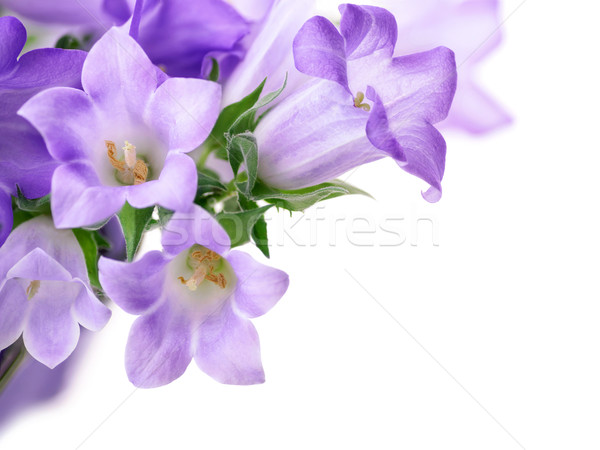 Stock photo: Campanula bells isolated on white