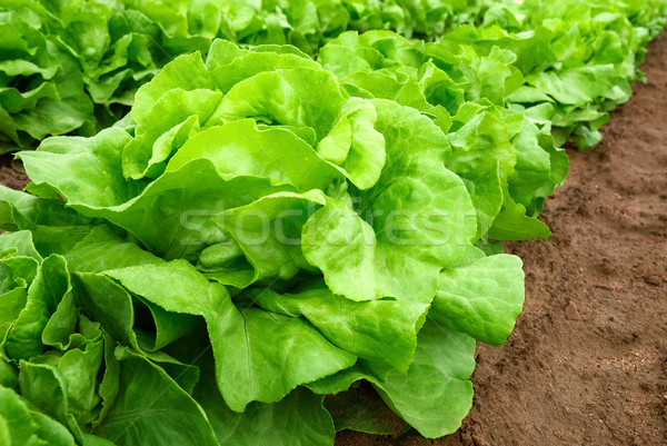 Proaspăt salată verde câmp plante fertil Imagine de stoc © Smileus