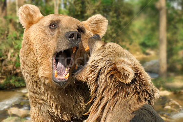 Two bears fighting in their habitat Stock photo © Smileus