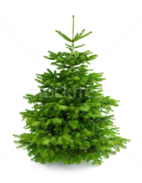 Perfect fresh Christmas tree without ornaments Stock photo © Smileus