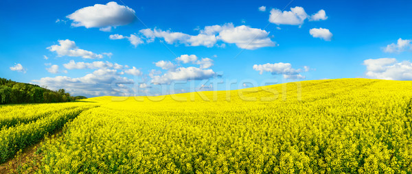 óriási mező virágzó panoráma tájkép mutat Stock fotó © Smileus