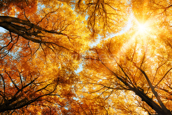 The autumn sun shining through golden treetops Stock photo © Smileus