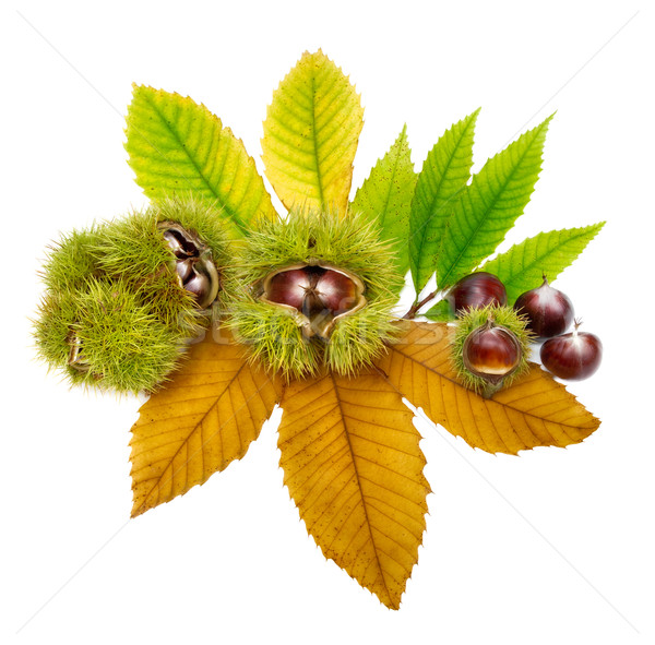 Fresh chestnuts on leaves, isolated Stock photo © Smileus