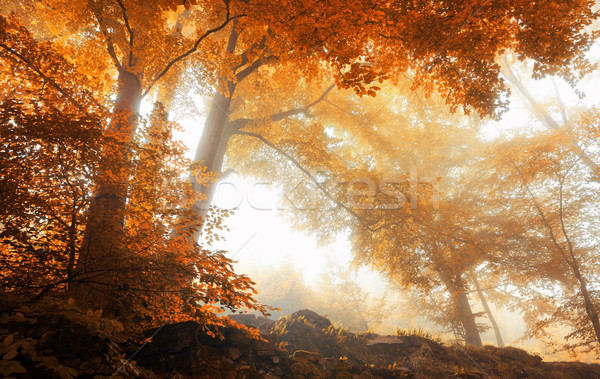 Alberi scenico misty foresta autunno soft Foto d'archivio © Smileus