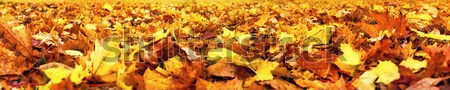 Autumn leaves, super wide banner Stock photo © Smileus