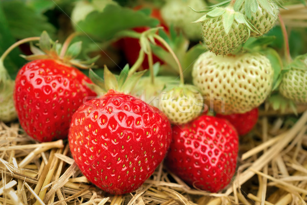 Strawberries growing Stock photo © Smileus