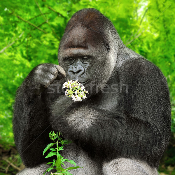 Gorilla observing a bunch of flowers Stock photo © Smileus