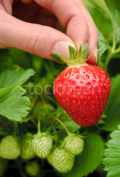 Perfect ripe strawberry being plucked Stock photo © Smileus
