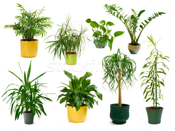 Сток-фото: восемь · различный · растений · набор · коллекция