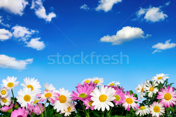 Flower bed and blue sky Stock photo © Smileus