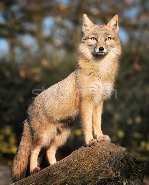 Peering Fox Stock photo © Smileus