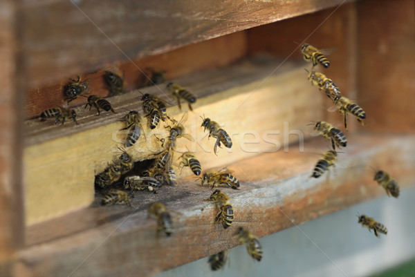 Honeybees flying into their hive Stock photo © Smileus
