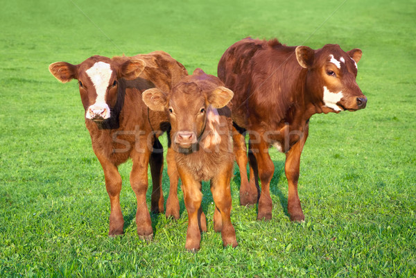 Portrait of 3 nice brown calves Stock photo © Smileus
