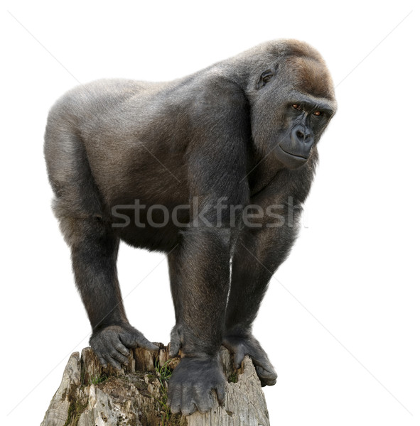 Gorilla on tree trunk, isolated Stock photo © Smileus
