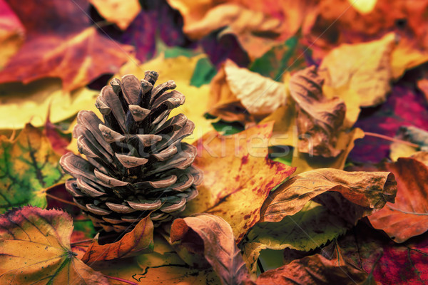 Fir cone on colorful autumn leaves Stock photo © Smileus