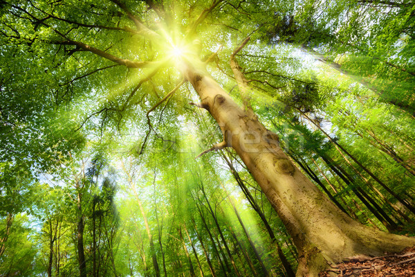 Magical mood with sunrays in a forest Stock photo © Smileus