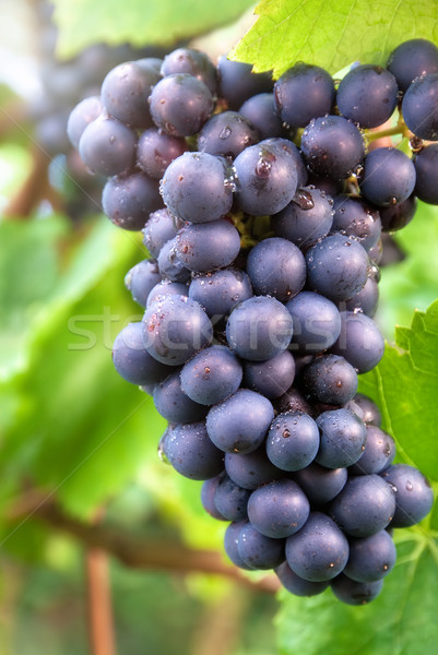 Ripe blue grapes in a vineyard Stock photo © Smileus