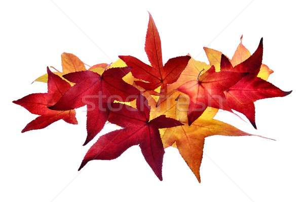 Stock fotó: Egyezség · őszi · levelek · okos · piros · arany · merő