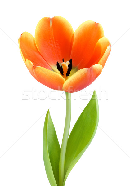 Tulp oranje studio geïsoleerd witte bloem Stockfoto © Smileus