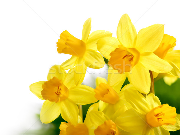 Fresh bright daffodils isolated on white Stock photo © Smileus