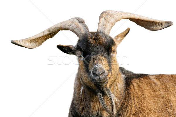 Goat with impressive horns isolated on white Stock photo © Smileus