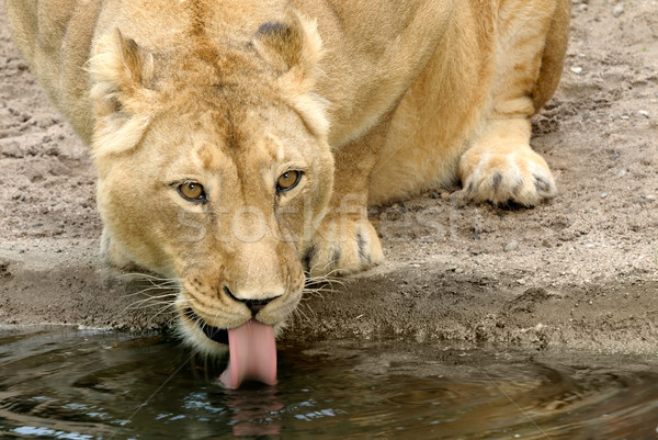 Durstig Tier Porträt Trinkwasser Teich Wasser Stock foto © Smileus