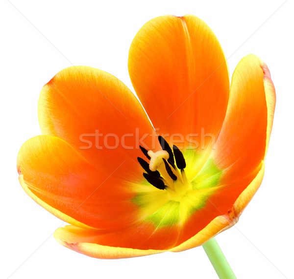 Fully blossomed tulip on white Stock photo © Smileus