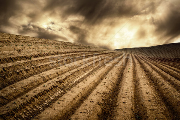 Dry fields in a dramatic light Stock photo © Smileus
